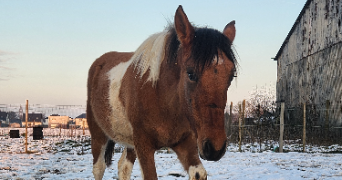 athénaïs pet sitter à Aubigny en artois 62690_4