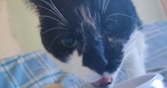 candy pet sitter à CHAMPIGNY 89340_6