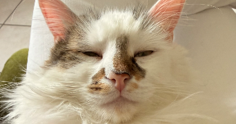 louane pet sitter à VIENNE 38200_2