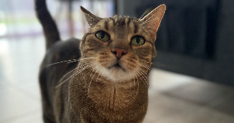 flavie pet sitter à GUIPAVAS 29490_3