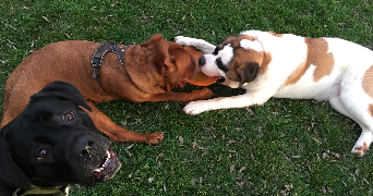 abby pet sitter à MONTPELLIER 34000_4