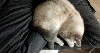barthélémy pet sitter à VILLENEUVE D ASCQ 59493_2