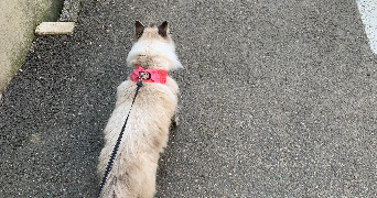 romane pet sitter à LYON 08 69008_2