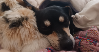 mathilde pet sitter à CLERMONT FERRAND 63000_3