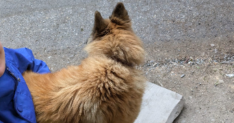 fleur pet sitter à LYON 01 69001_4