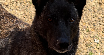 samantha pet sitter à REMERING LES PUTTELANGE 57510_1