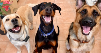 anaelle pet sitter à Reims 51100_13