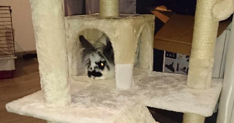 emma pet sitter à VANNES 56000_3