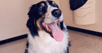 prescillia pet sitter à SIX FOURS LES PLAGES 83140_1