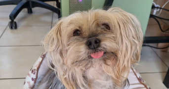oriane pet sitter à VINCENNES 94300_3