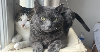 moeata pet sitter à MONTROUGE 92120_1