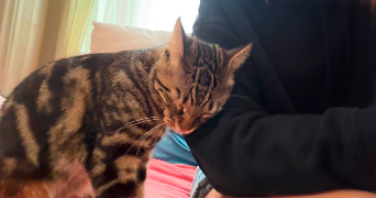 louise pet sitter à PARIS 11 75011_4