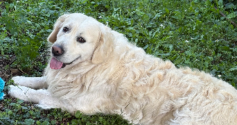 pauline pet sitter à RIOM 63200_1