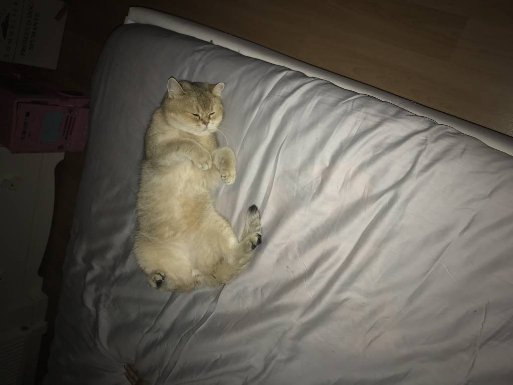 laëtitia  pet sitter à Lorrez-le-Bocage-Préaux 45190_2