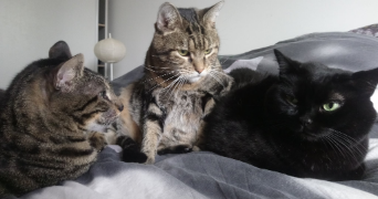 delphine pet sitter à NANTES 44200_3