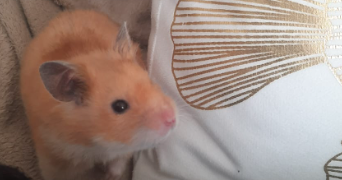 audrey pet sitter à CERGY 95800_4