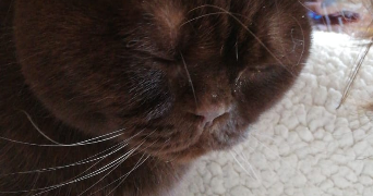 anjélica pet sitter à NOISY LE ROI 78590_1