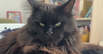 clarisse pet sitter à SAPOGNE ET FEUCHERES 08160_3