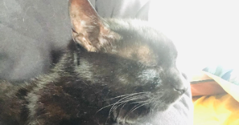 katia pet sitter à GIVORS 69700_3