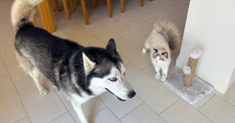 dehia  pet sitter à LILLE 59000_4