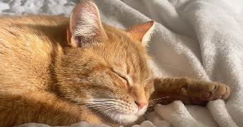 tiffany pet sitter à ANNECY 74600_0