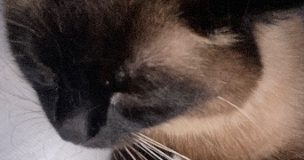 justine pet sitter à PONTOISE 95300_0