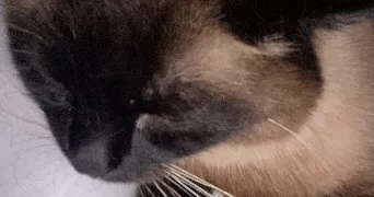 justine pet sitter à PONTOISE 95300