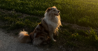 ella pet sitter à AUMENANCOURT 51110_2