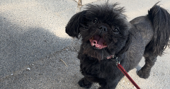 alice pet sitter à ST JULIEN DE CONCELLES 44450_2