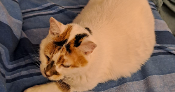 emilie pet sitter à LIVRY GARGAN 93190_1