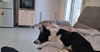 amandine pet sitter à JONQUIERES 84150_3