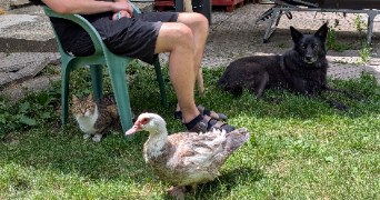 caroline pet sitter à PRIVAS 07000_1