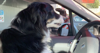 elise pet sitter à Le havre 76430_6