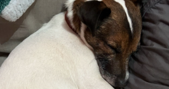 eloïne pet sitter à ROANNE 42300_2
