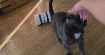 keyko pet sitter à LIÈGE 4000_2