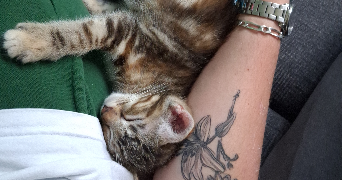 maëlis pet sitter à L ISLE JOURDAIN 32600_2