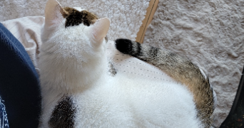clothilde pet sitter à SALEUX 80480_2