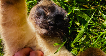 emma pet sitter à CUGNAUX 31270_3