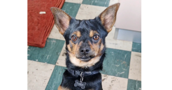 clara pet sitter à VILLEURBANNE 69100_4