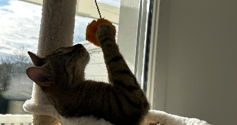 camille pet sitter à Saint Vincent de Tyrosse 40230_7