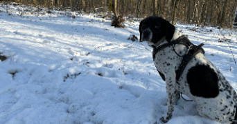 estelle pet sitter à CHAMBLY 60230_2