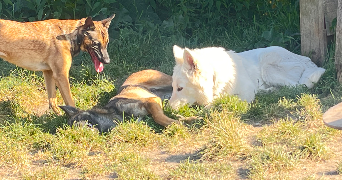 audrey pet sitter à VIRY CHATILLON 91170_9