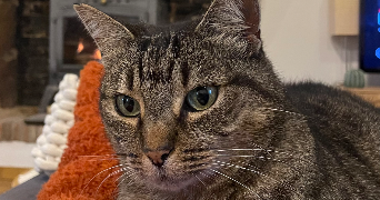 suzy pet sitter à DIJON 21000_3