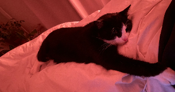 victoria pet sitter à CHAVILLE 92370_1