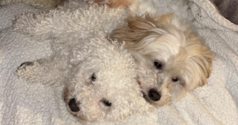 delphine pet sitter à HOENHEIM 67800_1