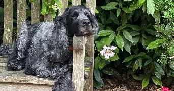 nathalie pet sitter à PARIS 16 75016