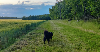 edene pet sitter à ST MARTIN SUR NOHAIN 58150_2