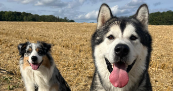 louis pet sitter à PONT STE MAXENCE 60700_3