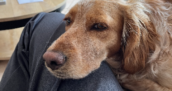laurie pet sitter à TOULOUSE 31700_5