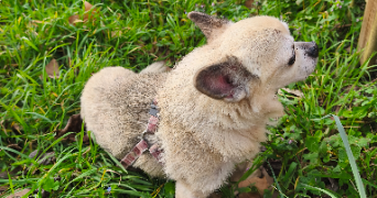 remi pet sitter à BLAGNAC 31700_1